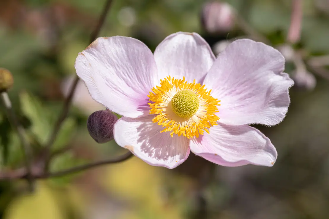 Herbst-Windröschen (Anemone hupehensis) [2]